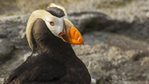 Images Dated 23rd July 2012: USA, Oregon, Newport, Oregon Coast Aquarium, Tufted Puffin (Fratercula cirrhata) CAPT