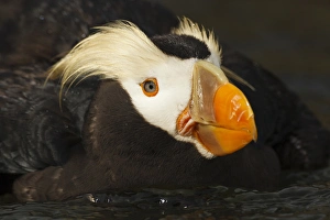 USA, Oregon, Newport, Oregon Coast Aquarium, Tufted Puffin (Fratercula cirrhata) CAPT