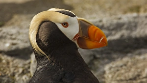 Images Dated 23rd July 2012: USA, Oregon, Newport, Oregon Coast Aquarium, Tufted Puffin (Fratercula cirrhata) CAPT