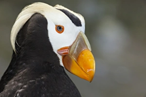 Images Dated 23rd July 2012: USA, Oregon, Newport, Oregon Coast Aquarium, Tufted Puffin (Fratercula cirrhata) CAPT
