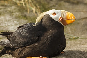 Images Dated 23rd July 2012: USA, Oregon, Newport, Oregon Coast Aquarium, Tufted Puffin (Fratercula cirrhata) CAPT