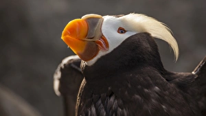 USA, Oregon, Newport, Oregon Coast Aquarium, Tufted Puffin (Fratercula cirrhata) CAPT