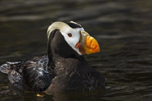 Images Dated 23rd July 2012: USA, Oregon, Newport, Oregon Coast Aquarium, Tufted Puffin (Fratercula cirrhata) CAPT