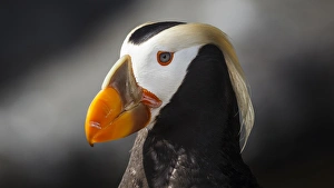 Images Dated 23rd July 2012: USA, Oregon, Newport, Oregon Coast Aquarium, Tufted Puffin (Fratercula cirrhata) CAPT