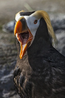 Images Dated 23rd July 2012: USA, Oregon, Newport, Oregon Coast Aquarium, Tufted Puffin (Fratercula cirrhata) CAPT