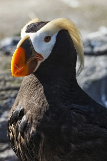 USA, Oregon, Newport, Oregon Coast Aquarium, Tufted Puffin (Fratercula cirrhata) CAPT