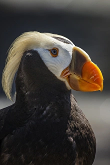 Images Dated 23rd July 2012: USA, Oregon, Newport, Oregon Coast Aquarium, Tufted Puffin (Fratercula cirrhata) CAPT