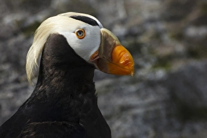 Images Dated 23rd July 2012: USA, Oregon, Newport, Oregon Coast Aquarium, Tufted Puffin (Fratercula cirrhata) CAPT