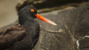 Images Dated 23rd July 2012: USA, Oregon, Newport, Oregon Coast Aquarium, Black Oystercatcher (Haematopus bachmani)