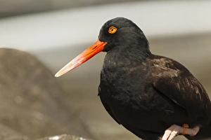 Images Dated 23rd July 2012: USA, Oregon, Newport, Oregon Coast Aquarium, Black Oystercatcher (Haematopus bachmani)
