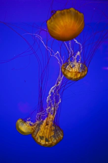 Images Dated 23rd July 2012: USA, Oregon, Newport, Oregon Coast Aquarium, Pacific Sea Nettle (Chrysaora fuscescens)