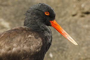 Images Dated 23rd July 2012: USA, Oregon, Newport, Oregon Coast Aquarium, Black Oystercatcher (Haematopus bachmani)