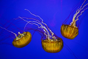 Images Dated 23rd July 2012: USA, Oregon, Newport, Oregon Coast Aquarium, Pacific Sea Nettle (Chrysaora fuscescens)