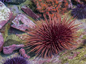 Tide Pool Prints: USA, Oregon, Newport. Sea urchin in a tide pool exhibit