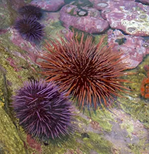 Tide Pool Prints: USA, Oregon, Newport. Sea urchins in a tide pool exhibit