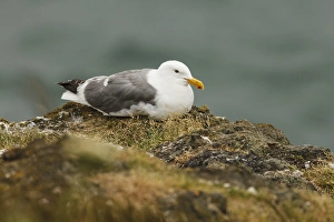 Images Dated 9th July 2012: USA, Oregon, Newport, Yaquina Head, Western Gull (Larus occidentalis)