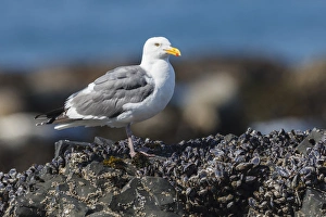 Images Dated 10th July 2012: USA, Oregon, Newport, Yaquina Head, Western Gull (Larus occidentalis)