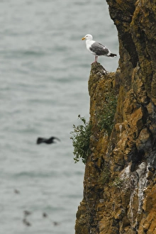 Images Dated 9th July 2012: USA, Oregon, Newport, Yaquina Head, Western Gull (Larus occidentalis)