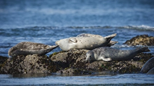 Images Dated 10th July 2012: USA, Oregon, Newport, Yaquina Head, Harbor Seals (Phoca vitulina) hauled out