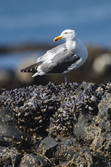 Images Dated 10th July 2012: USA, Oregon, Newport, Yaquina Head, NLCS, a Western Gull (Larus occidentalis)