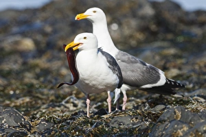 USA, Oregon, Newport, Yaquina Head, Western Gull (Larus occidentalis) with eel