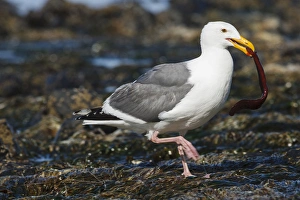 Images Dated 10th July 2012: USA, Oregon, Newport, Yaquina Head, Western Gull (Larus occidentalis) with eel