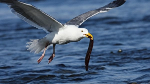 Images Dated 10th July 2012: USA, Oregon, Newport, Yaquina Head, NLCS, a Western Gull (Larus occidentalis) with an eel