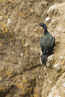 Rick A Brown Prints: USA, Oregon, Newport, Yaquina Head Outstanding Natural Area, Pelagic Cormorant