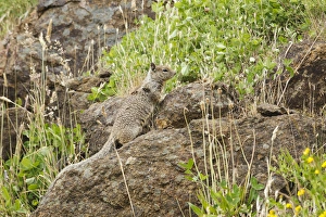 Images Dated 9th July 2012: USA, Oregon, Newport, Yaquina Head Outstanding Natural Area, California Ground Squirrel