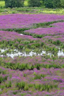 Images Dated 22nd July 2007: USA, Oregon, Oaks Bottom. Purple loosestrife flowers in marsh
