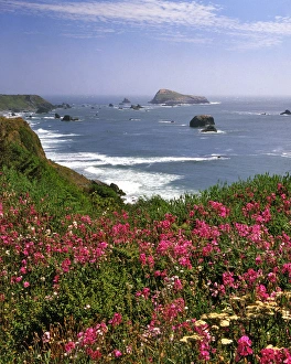 Sweet Pea Prints: USA, Oregon. Ocean landscape of Goat Rock and sweet peas