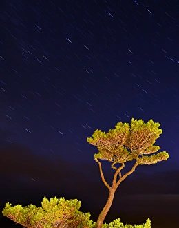 Images Dated 26th September 2014: USA, Oregon, Oceanside. Pine tree against star trails