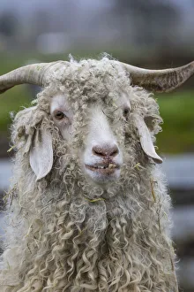 Funny Prints: USA, Oregon. Old goat close-up. Credit as: Don Paulson / Jaynes Gallery / DanitaDelimont