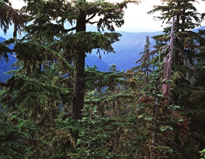 Opal Creek Wilderness Prints: USA, Oregon, Opal Creek Wilderness, Willamette National Park, Tree trunk in forest
