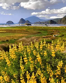 Images Dated 5th October 2016: USA, Oregon, Ophir. Landscape of yellow lupine and ocean beach