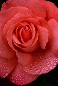 Images Dated 28th August 2015: USA, Oregon. Orange Rose with Rain Drops