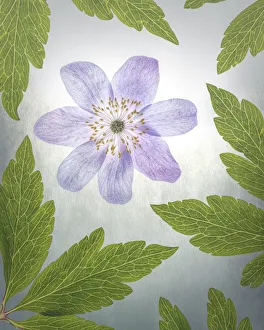 Anemone Prints: USA, Oregon. Oregon anemone flower arrangement