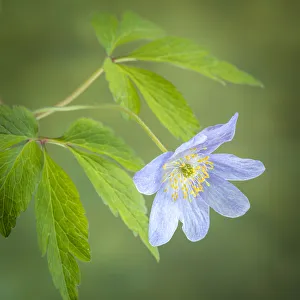 USA, Oregon. Oregon anemone flower close-up