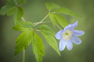 Botanical Prints: USA, Oregon. Oregon anemone flower close-up