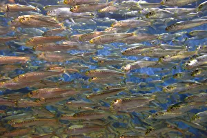 Prints of USA, Oregon, Oregon Coast Aquarium. School of Pacific sardines in aquarium Images Dated 2020 May: USA, Oregon, Oregon Coast Aquarium. School of Pacific sardines in aquarium