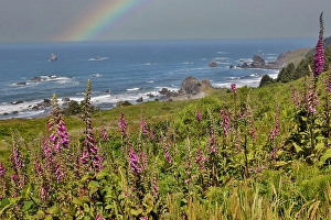 Images Dated 16th September 2024: USA, Oregon. Pacific coastline Samuel H
