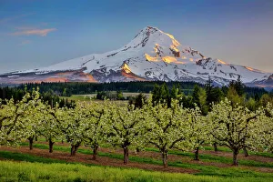 USA, Oregon. Pear orchard in bloom and Mt
