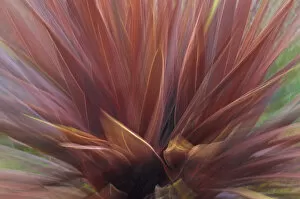 USA, Oregon, Portland. Abstract of red flax plant