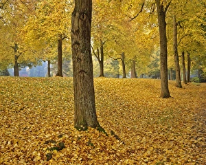 USA, Oregon, Portland. American linden trees in fall colors in Laurelhurst Park. Credit as
