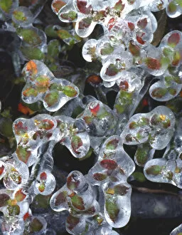 Images Dated 6th June 2007: USA, Oregon, Portland, Azalea plants encased in ice
