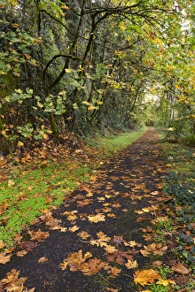 Images Dated 27th February 2017: USA, Oregon, Portland. Bike path in Macleay Park