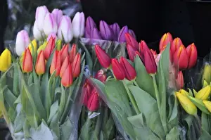 Images Dated 22nd March 2008: USA, Oregon, Portland. Bouquets of spring tulips for sale at floral shop