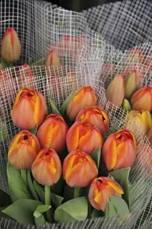 Images Dated 28th February 2008: USA, Oregon, Portland. Bouquets of spring tulips for sale at floral shop