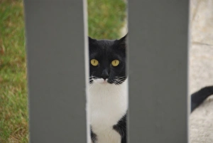 Images Dated 12th August 2007: USA, Oregon, Portland. Cat looking through yard fence