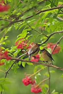 Images Dated 27th February 2017: USA, Oregon, Portland. Cedar waxwing birds eating elderberries